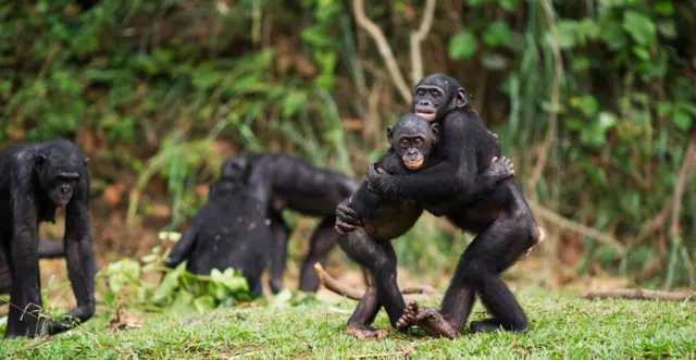 Bonobos abrazándose en el Santuario de Bonobos Lola Ya, República Democrática del Congo.