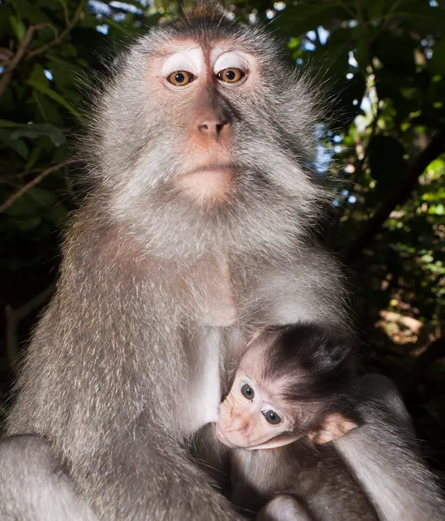 Un mono macaco junto a su cría.