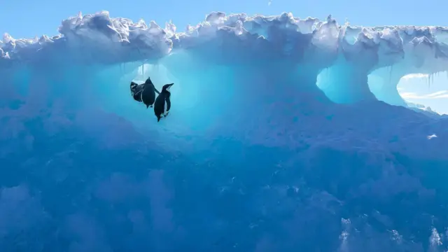 pinguinos junto a un iceberg