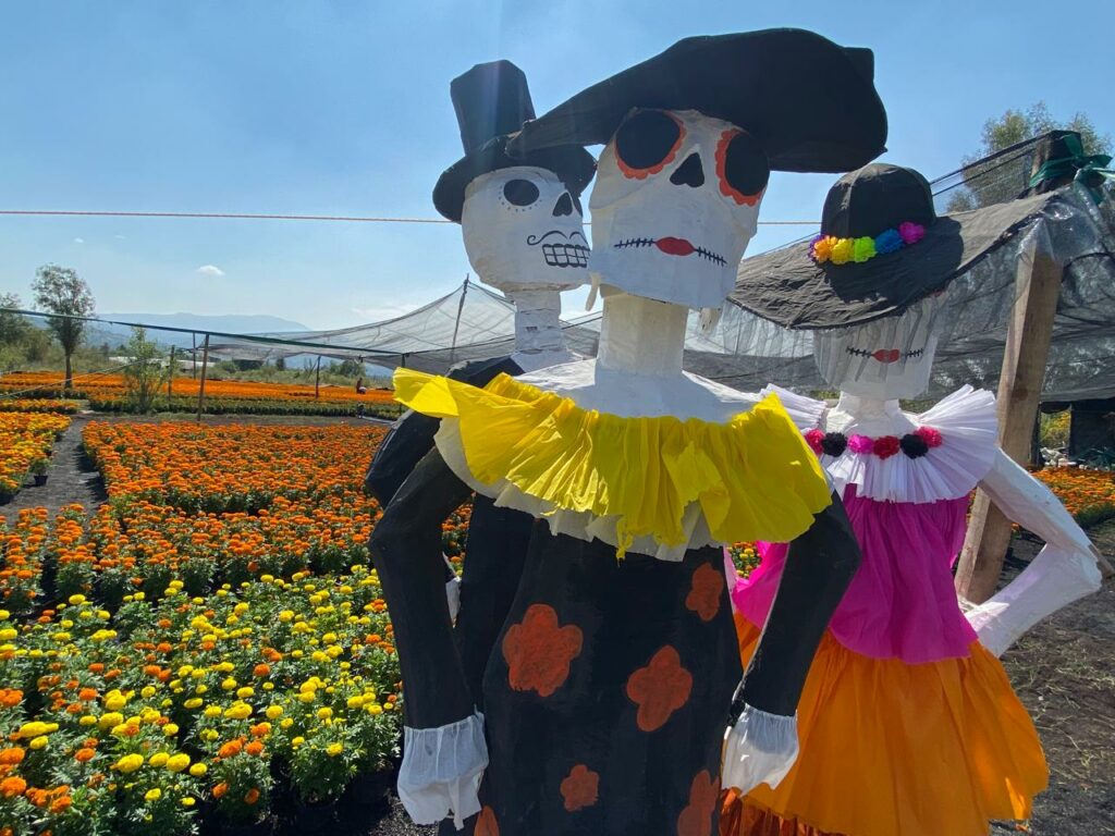 Cempasúchil para Día de Muertos