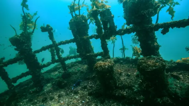 Los restos del Rainbow Warrior frente a la costa neozelandesa, bahía de Matauri, Northland, cubiertos de corales. 