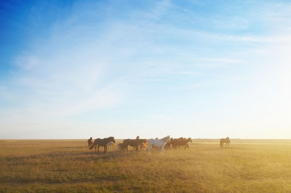 Cabalos en la estepa