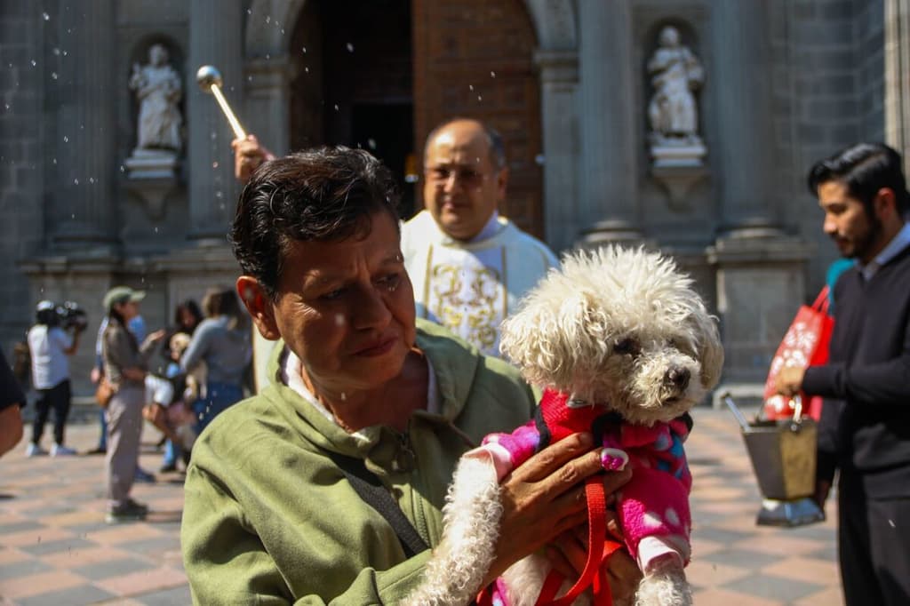 Bendicen a Perritos en la Catedral CDMX