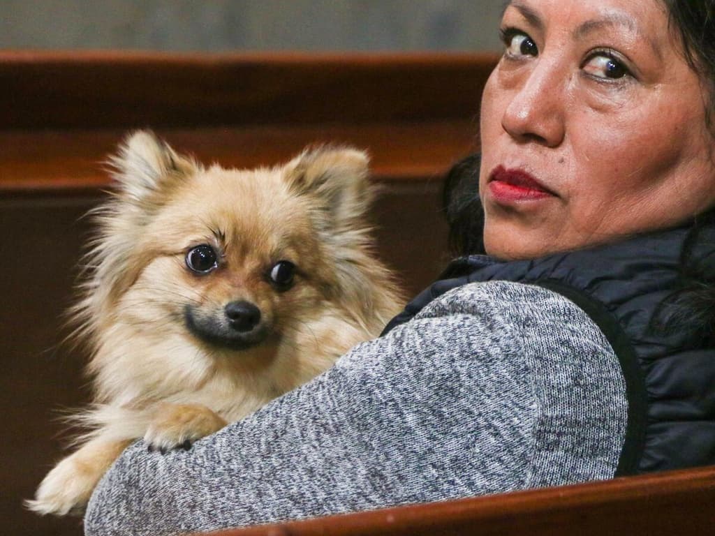 Bendicen a Perritos en la Catedral CDMX