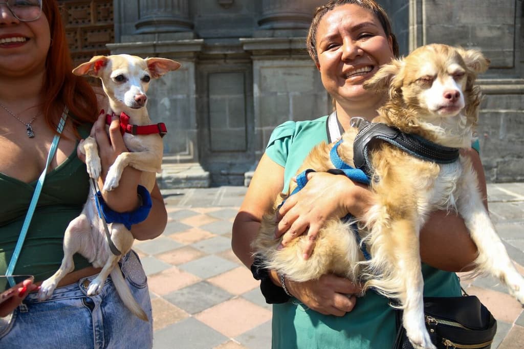 Bendicen a Perritos en la Catedral CDMX