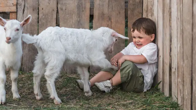 un niño pequeño llorando sentado en un corral y frente a él dos corderos, uno muy cerca de él