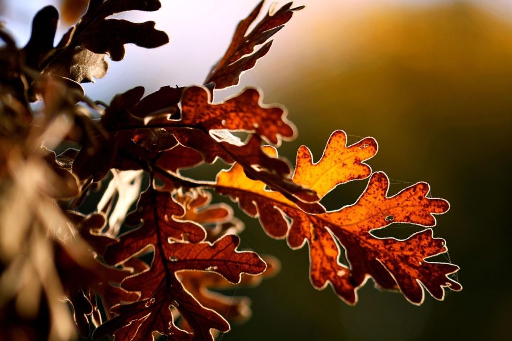 Roble
