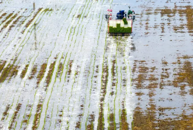 Agricultores trasplantan arroz 