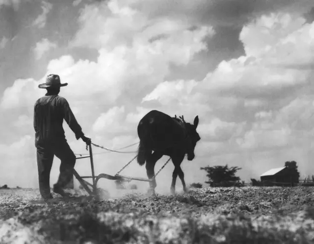 Un granjero con una mula en 1930.