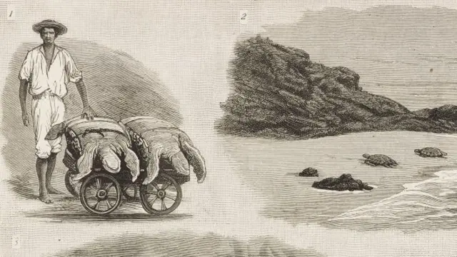 Captura de tortugas, Isla Ascensión, Reino Unido, ilustración de The Graphic, volumen XXVII, no 691, 24 de febrero de 1883.