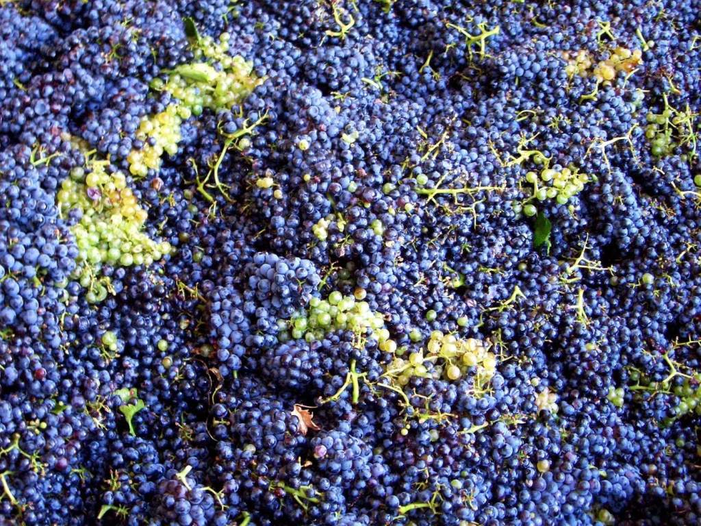 Racimos de uvas