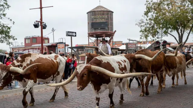 Un vaquero guía una manada de vacas de cuernos largos de Texas en el Distrito Histórico Nacional.