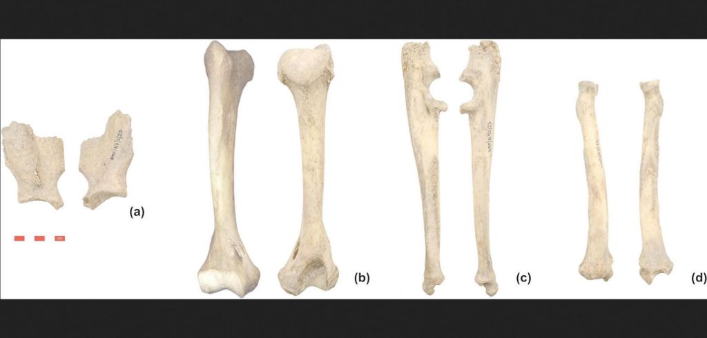 Leopardo de Viminacium