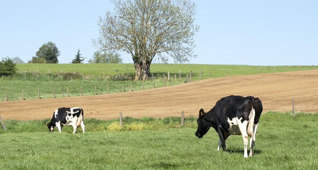 Vacas pastando