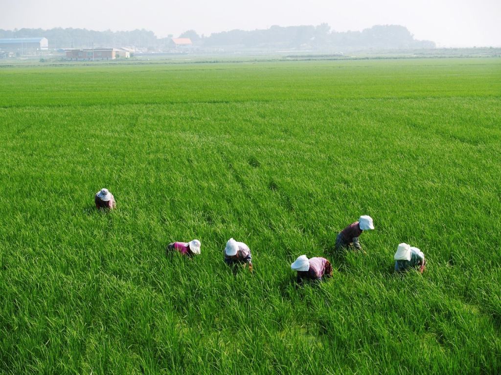 Campos de arroz