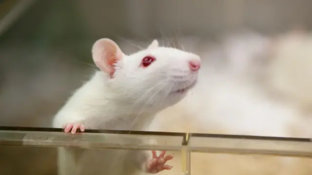 Ratón de laboratorio