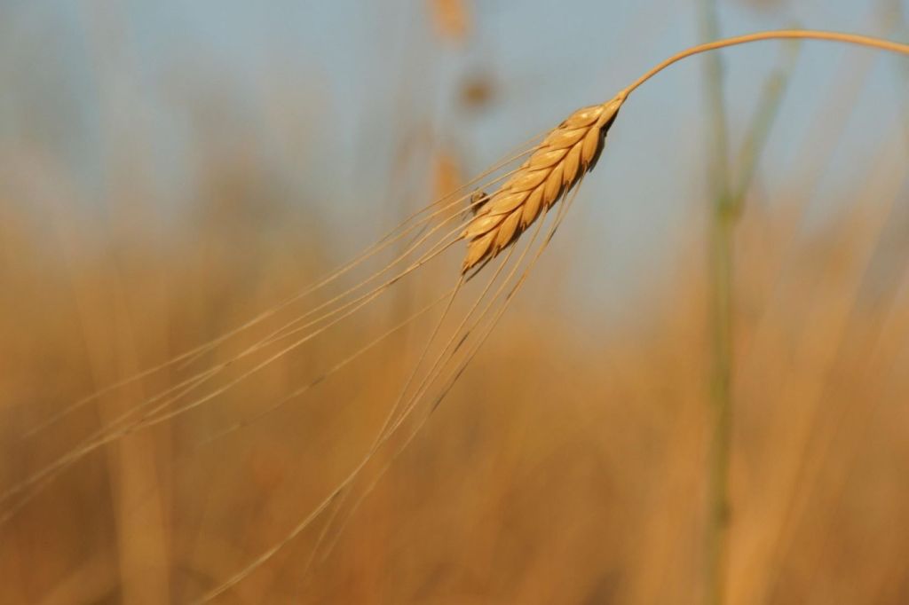 Farro