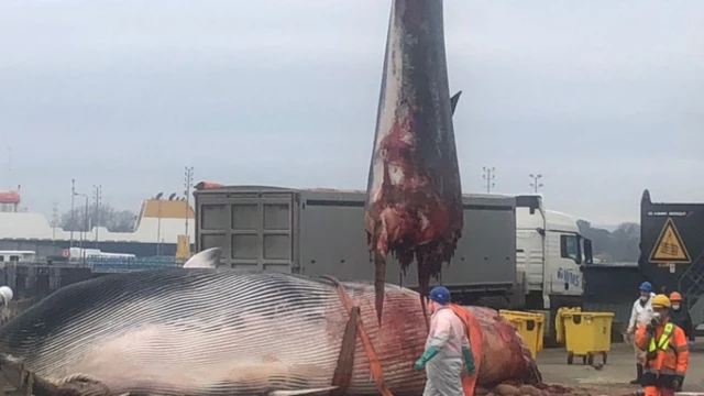 Fotografía de una ballena de aleta cortada por la mitad en el puerto de Portsmouth. Unas cintas naranjas rodean el centro de la ballena, y se puede ver su cola colgando en el aire, cubierta de sangre, mientras algunos de sus restos flotan debajo. Un hombre con un traje de protección personal blanco, guantes largos azules, mascarilla y casco azul camina delante de la ballena, mientras otros tres hombres se encuentran a la derecha del cuerpo. Al fondo se ve un camión articulado.
