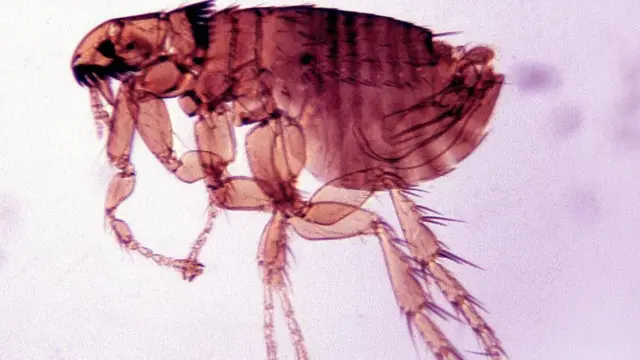 El pequeño insecto sin alas que se alimenta de sangre tiene un color rojo sobre un fondo morado.