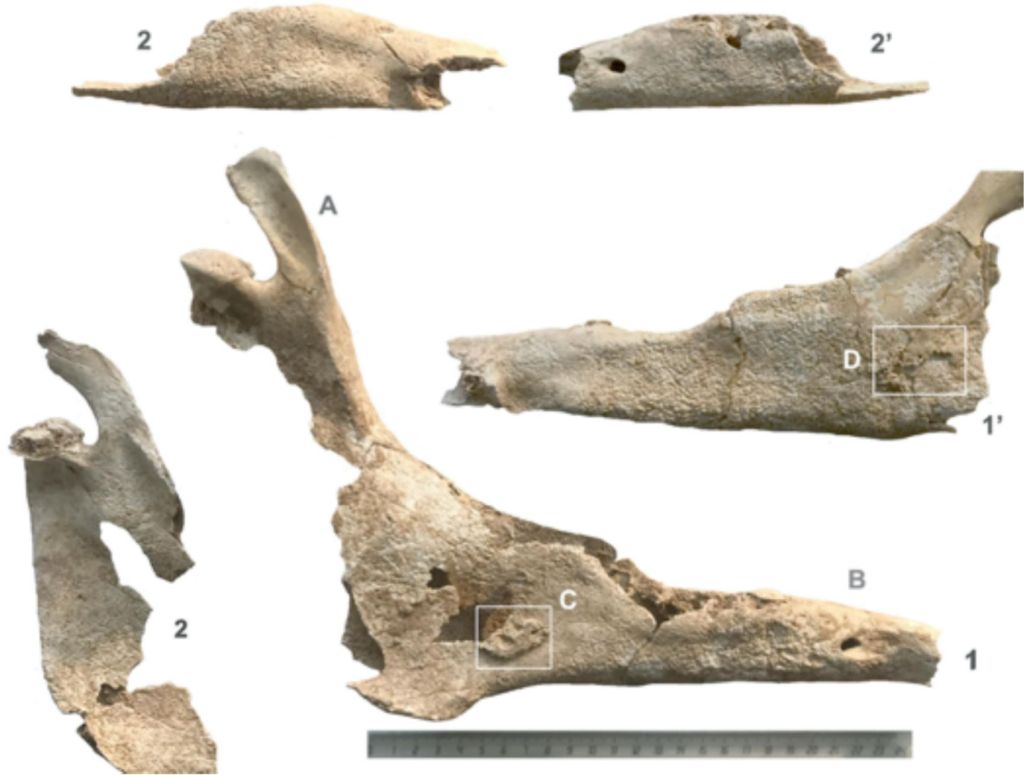Mula de Hort d’en Grimau
