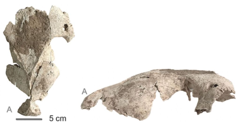 Mula de Hort d’en Grimau