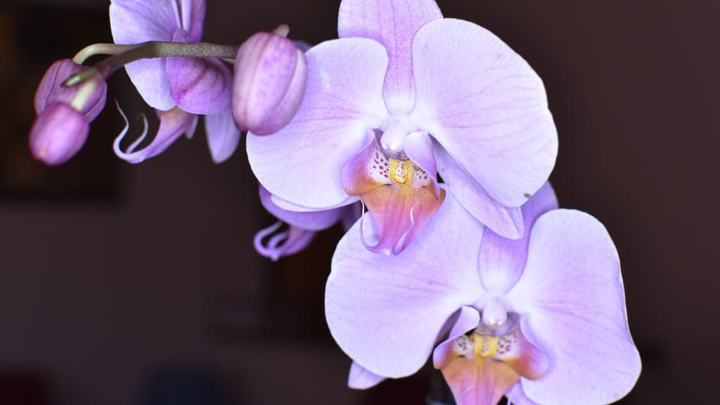 Exposición de orquídeas en Iztapalapa ¡ES GRATIS! | Foto: Sedema CDMX