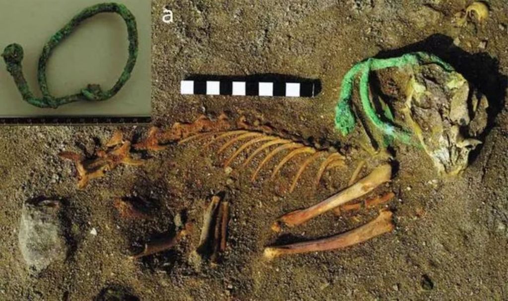 cementerio de animales de Berenice