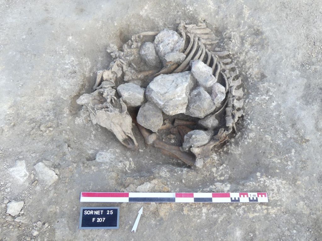 Depósito de huesos animales