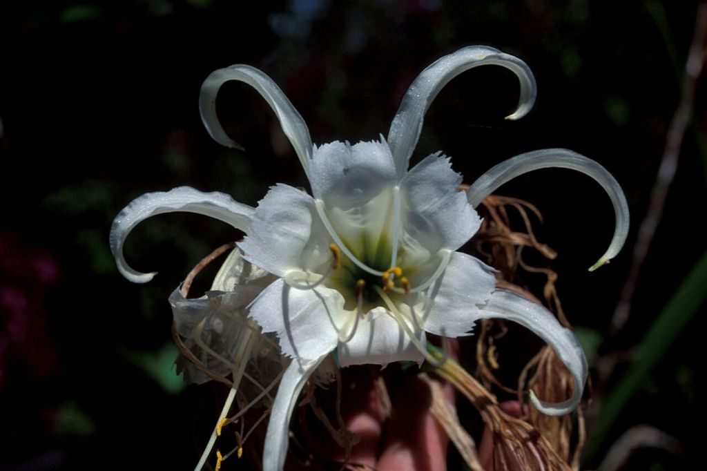  Flor Hymenocallis