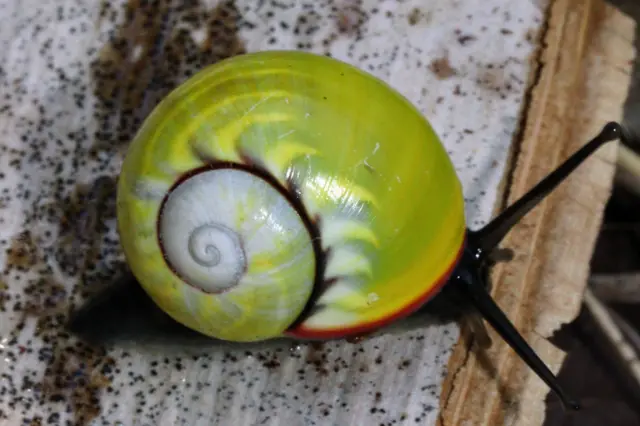 Un caracol verde brillante sobre material leñoso marrón. Sus espirales son de color gris azulado, con dibujos similares a llamas, y tiene una banda de color rojo brillante en la parte de la concha más cercana a la cabeza