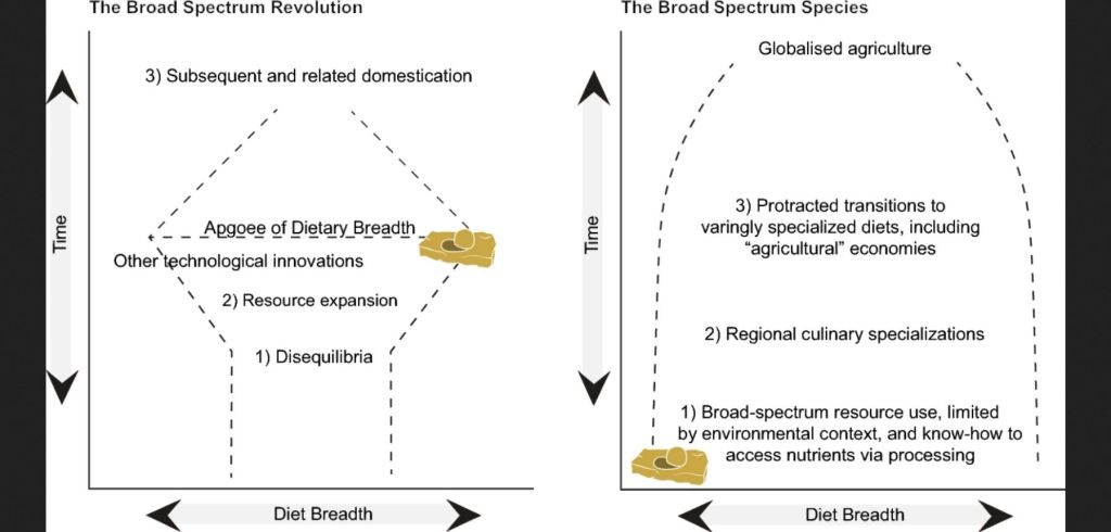 Broad spectrum revolution vs Broad spectrum species