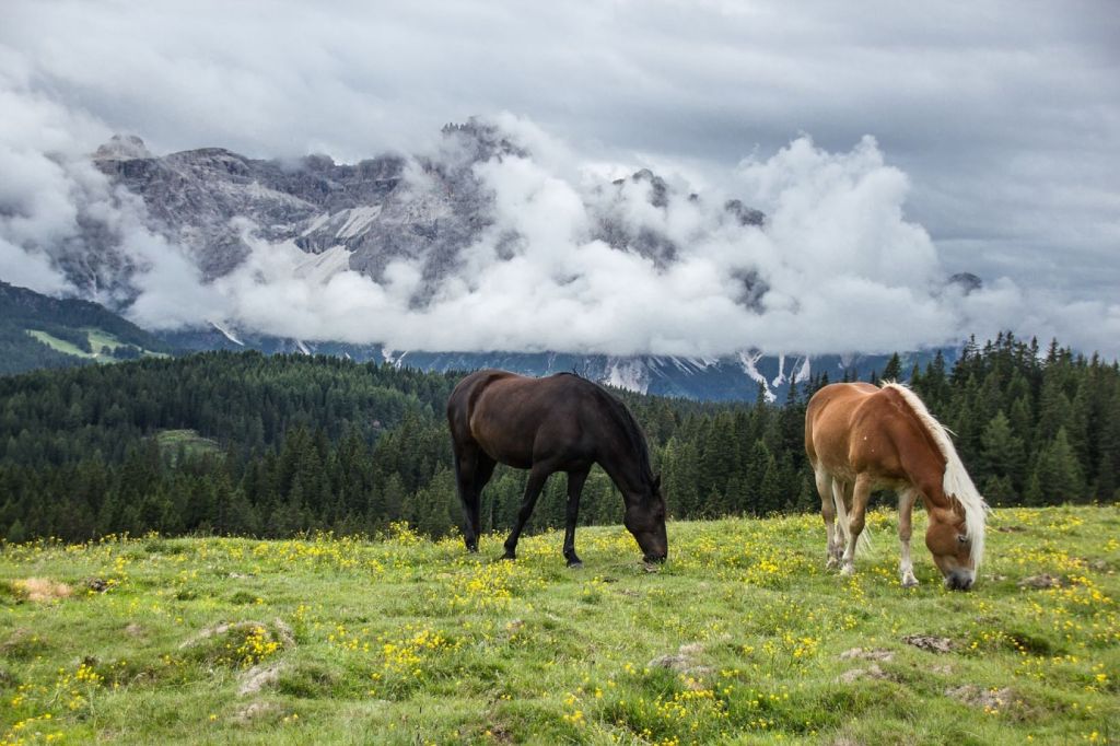 Caballos