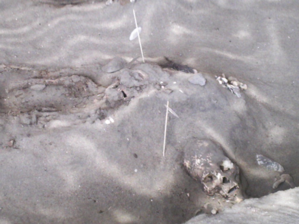 Momias de Chinchorro