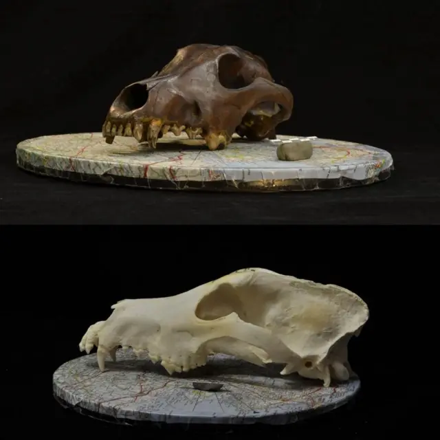 Dos cráneos de perros.