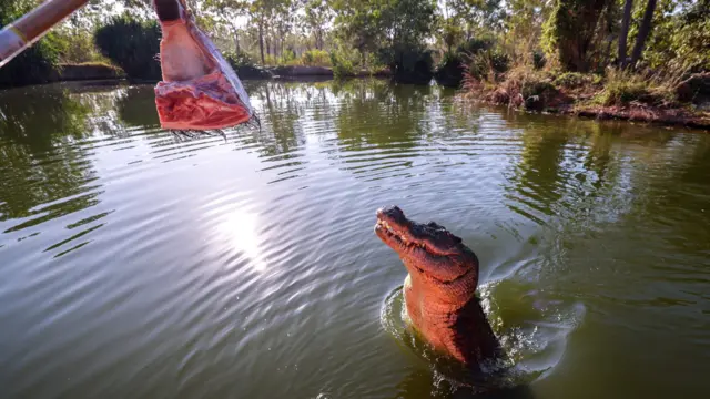 Un cocodrilo saltando del agua para llegar a un pedazo de carne sujetado en un palo