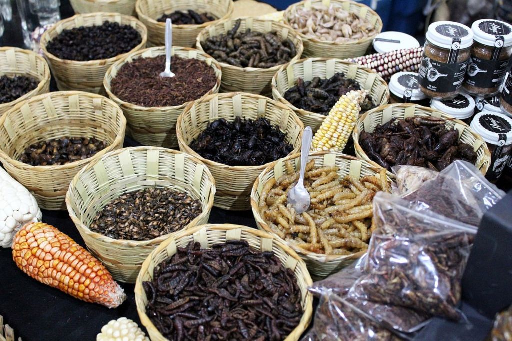 Insectos comestibles
