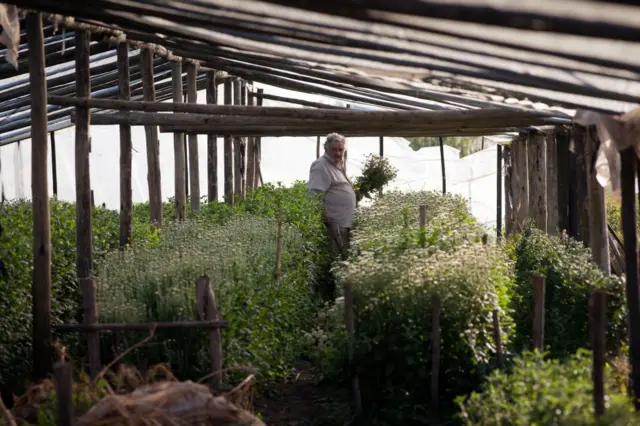 José Mujica con sus plantas.