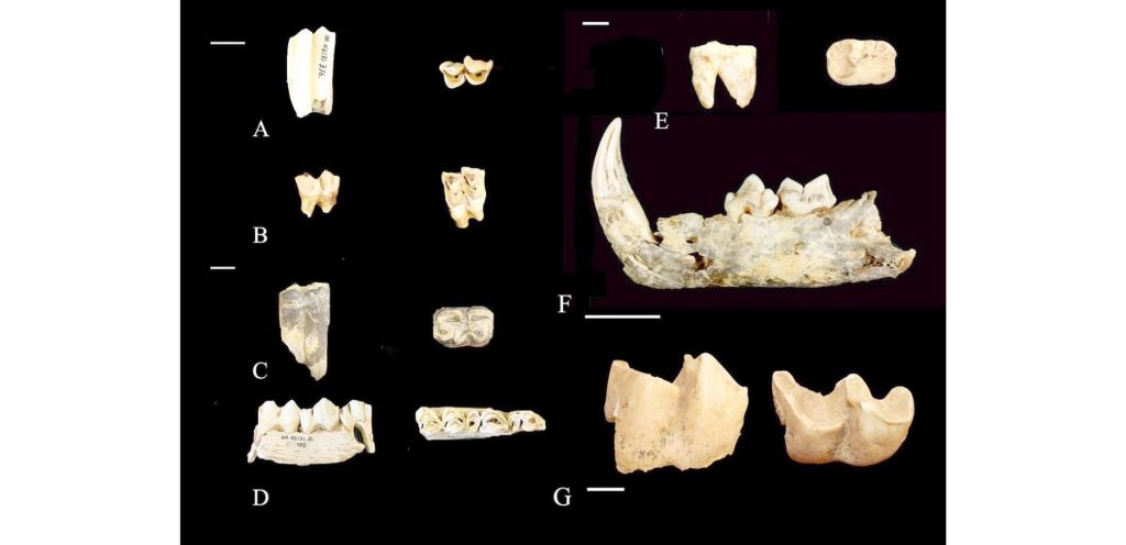Restos de fauna de Arrillor