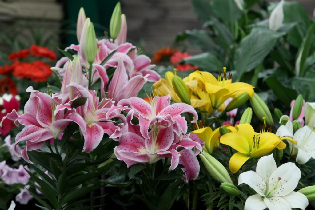 Feria de las Flores 2025 en CDMX