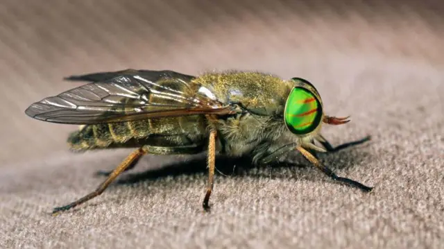 Primer plano de un tábano con grandes ojos verdes con rayas rojas, posado sobre una superficie marrón con textura. Se aprecian claramente los detalles de sus alas, el pelaje de su cuerpo y sus patas.