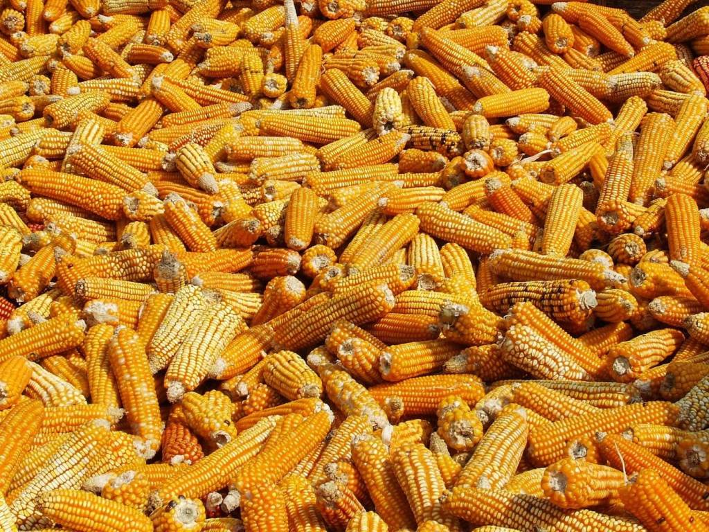Espigas de maíz