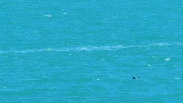Una vaquita junto a su cría avistada en 2025.