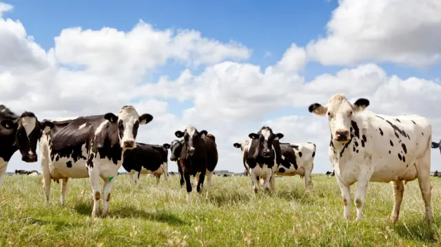 Vacas en el campo