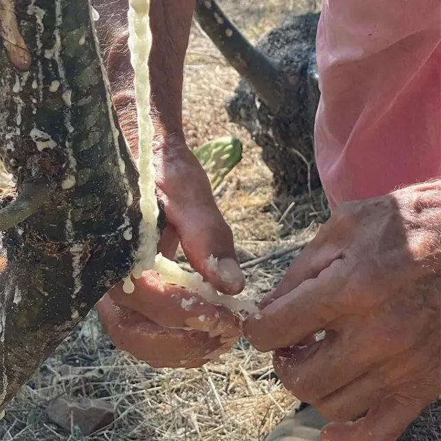 Una manos recogiendo maná.