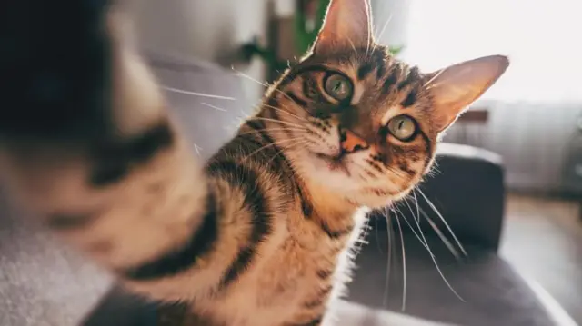 Gato jugando levantando una pata hacia la cámara 