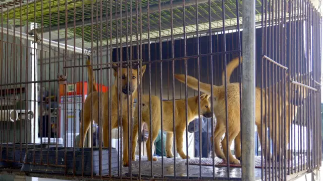 Perros en una jaula