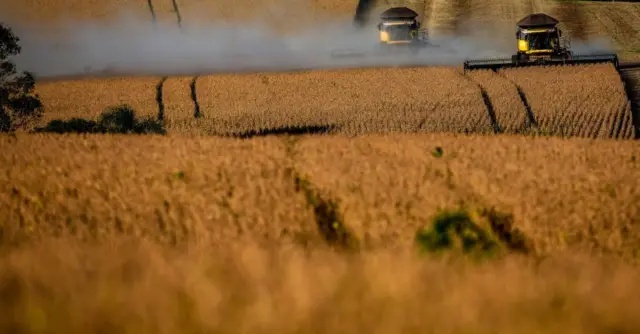 Campos de cultivo de soja en Brasil. 