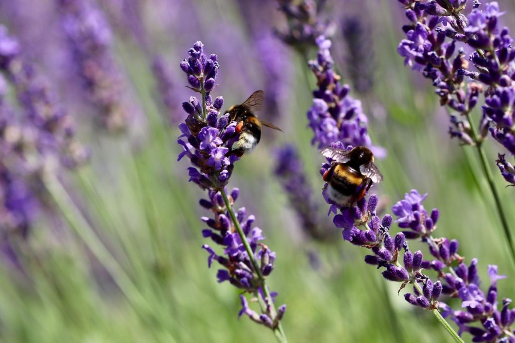 Lavanda