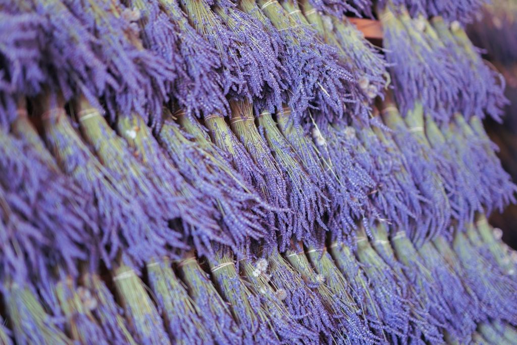 Lavanda