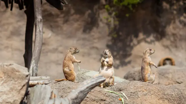 Tres topillos de la pradera.